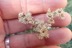 Tenrhynea