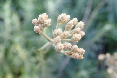Tenrhynea