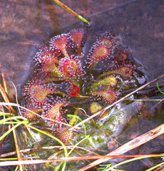 Drosera tokaiensis