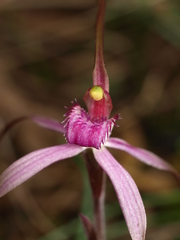 Caladenia rosella