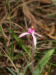 Caladenia rosella