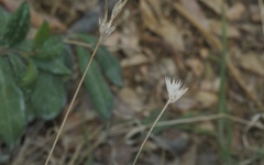 Bituminaria