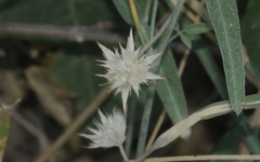 Bituminaria