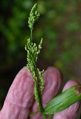 Cyrtococcum oxyphyllum