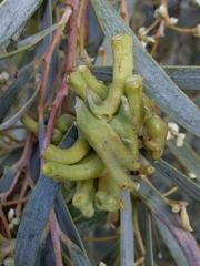 Dasineura glauca