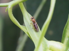 Coelocyba