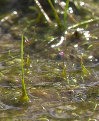 Utricularia minutissima