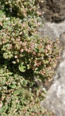 Polycarpon tetraphyllum image