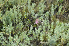Allium praescissum