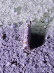 Parapediasia ligonellus