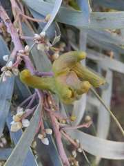 Dasineura glauca