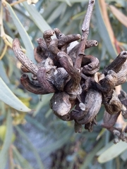 Dasineura glauca
