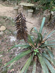Vriesea longiscapa