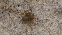 Loxosceles rufescens