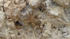 Loxosceles rufescens