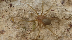 Loxosceles rufescens