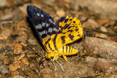 Dysphania subrepleta