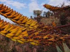 Aloe marlothii