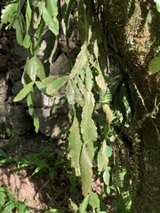 Rhipsalis elliptica