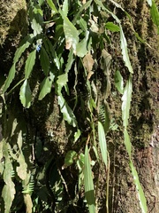 Rhipsalis elliptica
