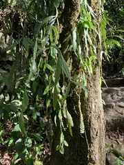 Rhipsalis elliptica