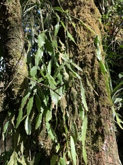 Rhipsalis elliptica