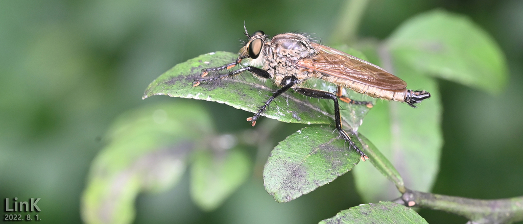 Eutolmus koreanus