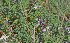 Zygaena corsica