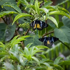 Delias henningia