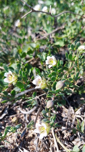 Roepera sessilifolia (Roepera sessilifolia)
