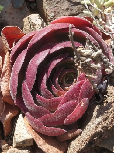 Aeonium glandulosum image