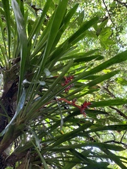 Aechmea weilbachii