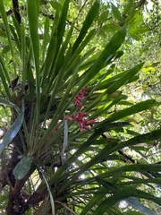 Aechmea weilbachii