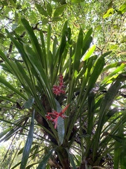 Aechmea weilbachii