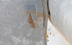 Nymphalis polychloros