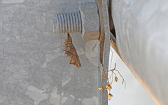 Nymphalis polychloros