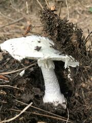 Amanita strobiliformis