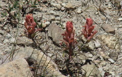 Castilleja arachnoidea