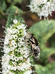 Eristalinus sepulchralis