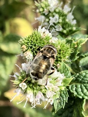 Eristalinus sepulchralis