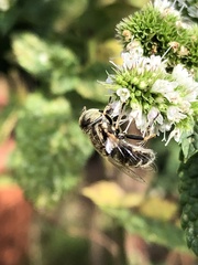 Eristalinus sepulchralis