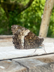 Hipparchia alcyone