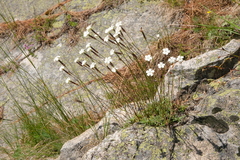 Dianthus petraeus