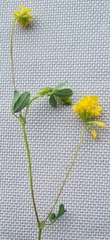 Trifolium patens