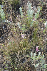 Allium praescissum