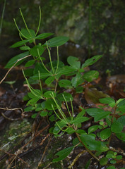 Peperomia leptostachya