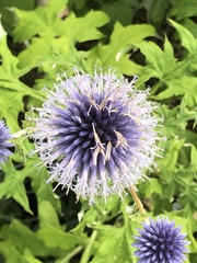 Echinops bannaticus