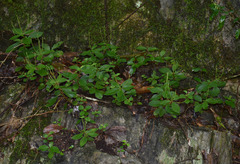 Peperomia leptostachya