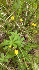 Potentilla heptaphylla