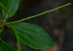 Peperomia leptostachya